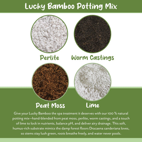 Soil Sunrise Lucky Bamboo potting mix pan and bag display packaging and measurements.