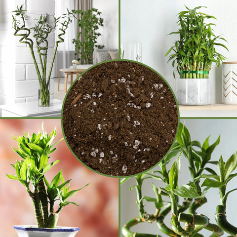 Soil Sunrise Lucky Bamboo potting mix perspective highlights color and texture for plant health.