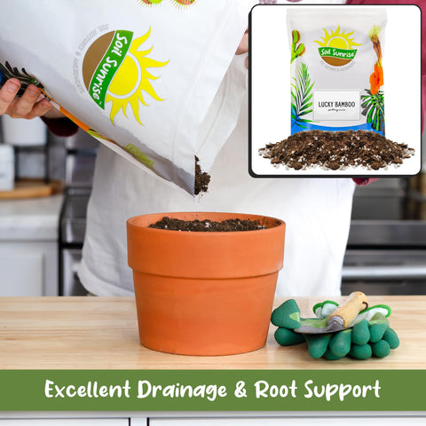 Soil Sunrise Lucky Bamboo potting mix potted lucky bamboo demonstrates easy repotting setup.