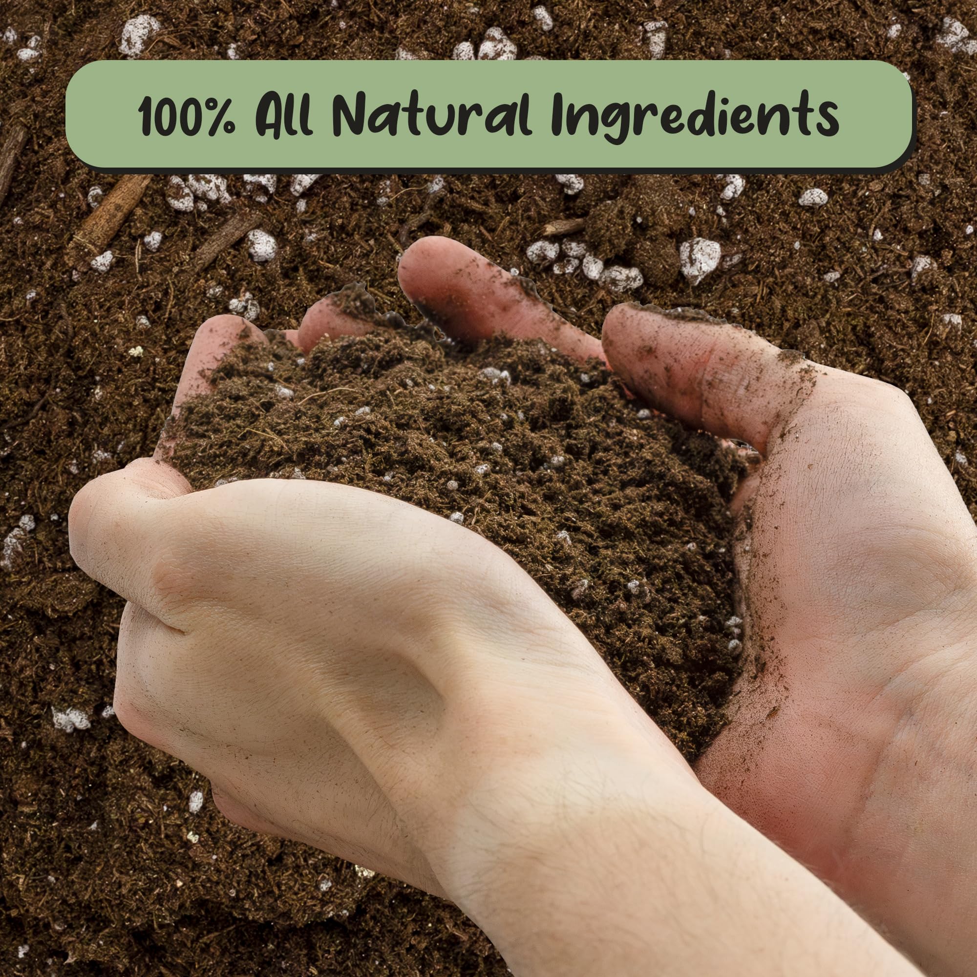 Soil Sunrise Lucky Bamboo potting mix texture grain shows airy, well-draining medium.