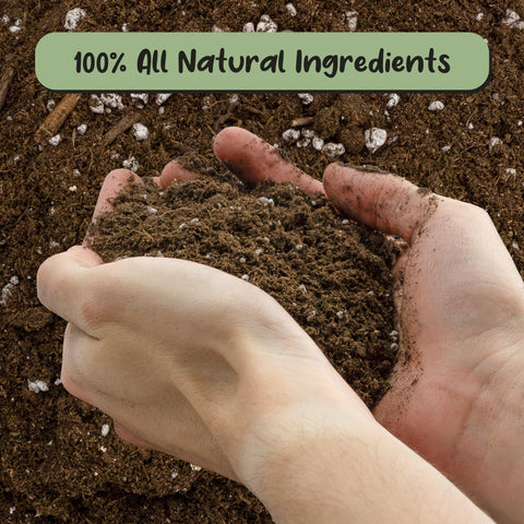 Soil Sunrise Lucky Bamboo potting mix texture grain shows airy, well-draining medium.