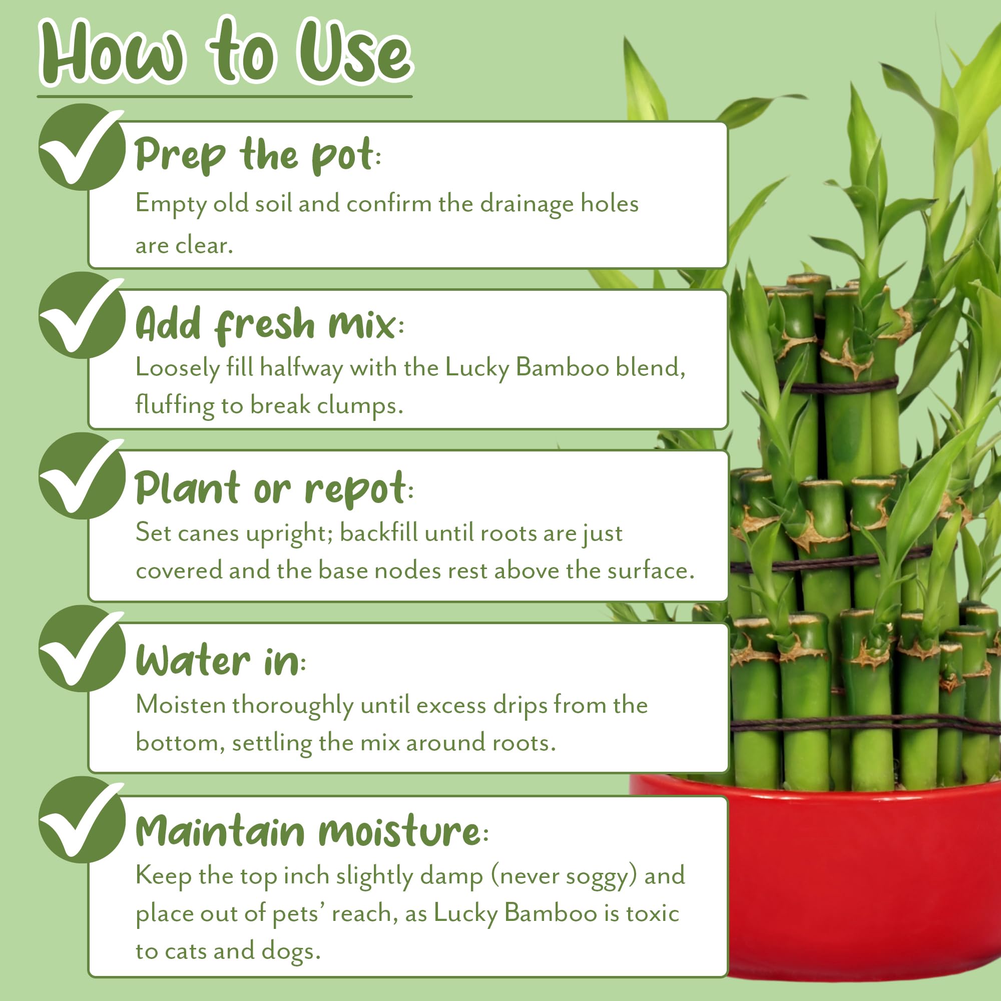Soil Sunrise Lucky Bamboo potting mix water drainage capability in action near a pot.
