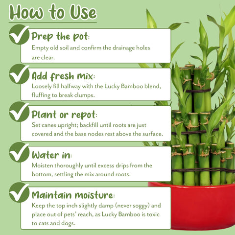 Soil Sunrise Lucky Bamboo potting mix water drainage capability in action near a pot.