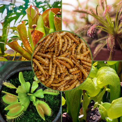 Soil Sunrise Freeze-dried mealworms offer shelf-stable nutrition for indoor gardens.