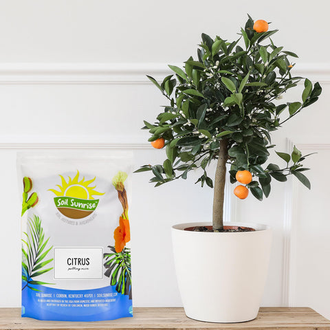 Soil Sunrise Meyer lemon in a pot benefiting from the blend.