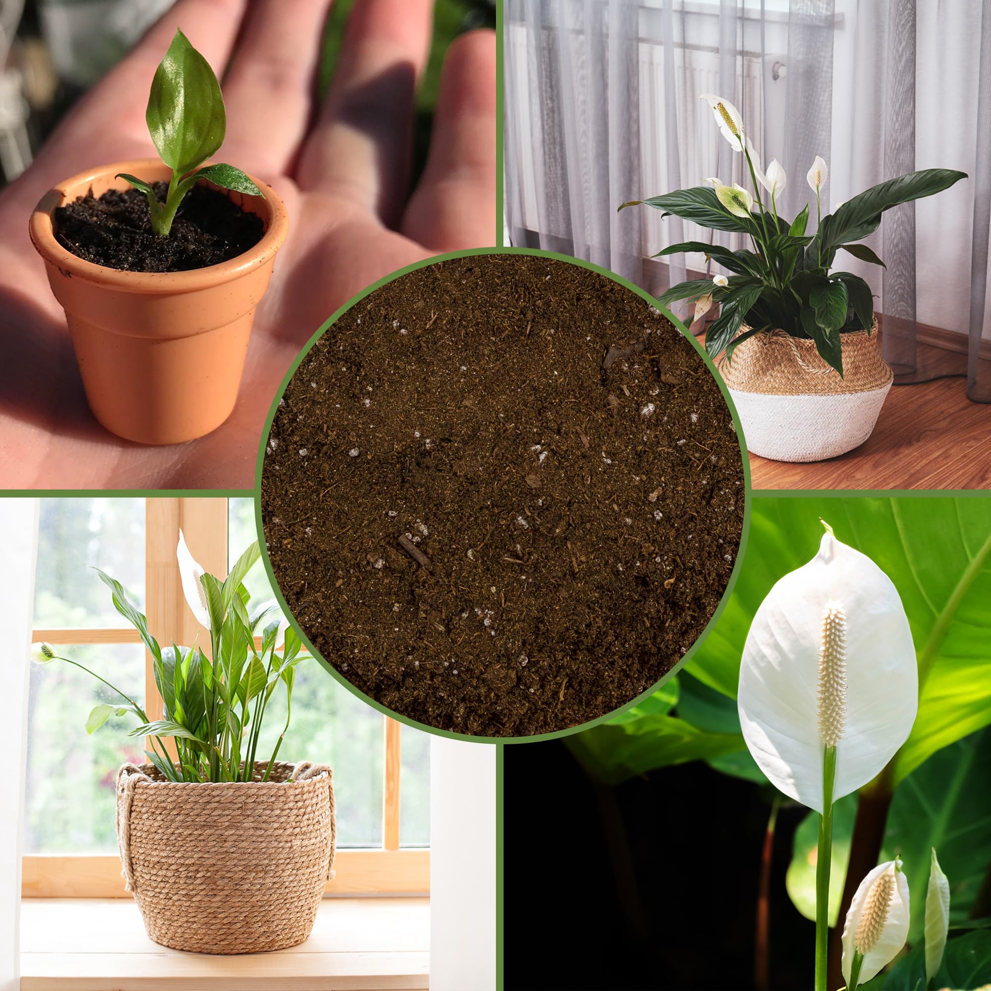 Soil Sunrise moisture-retentive mix suitable for containers.