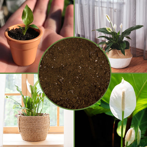 Soil Sunrise moisture-retentive mix suitable for containers.