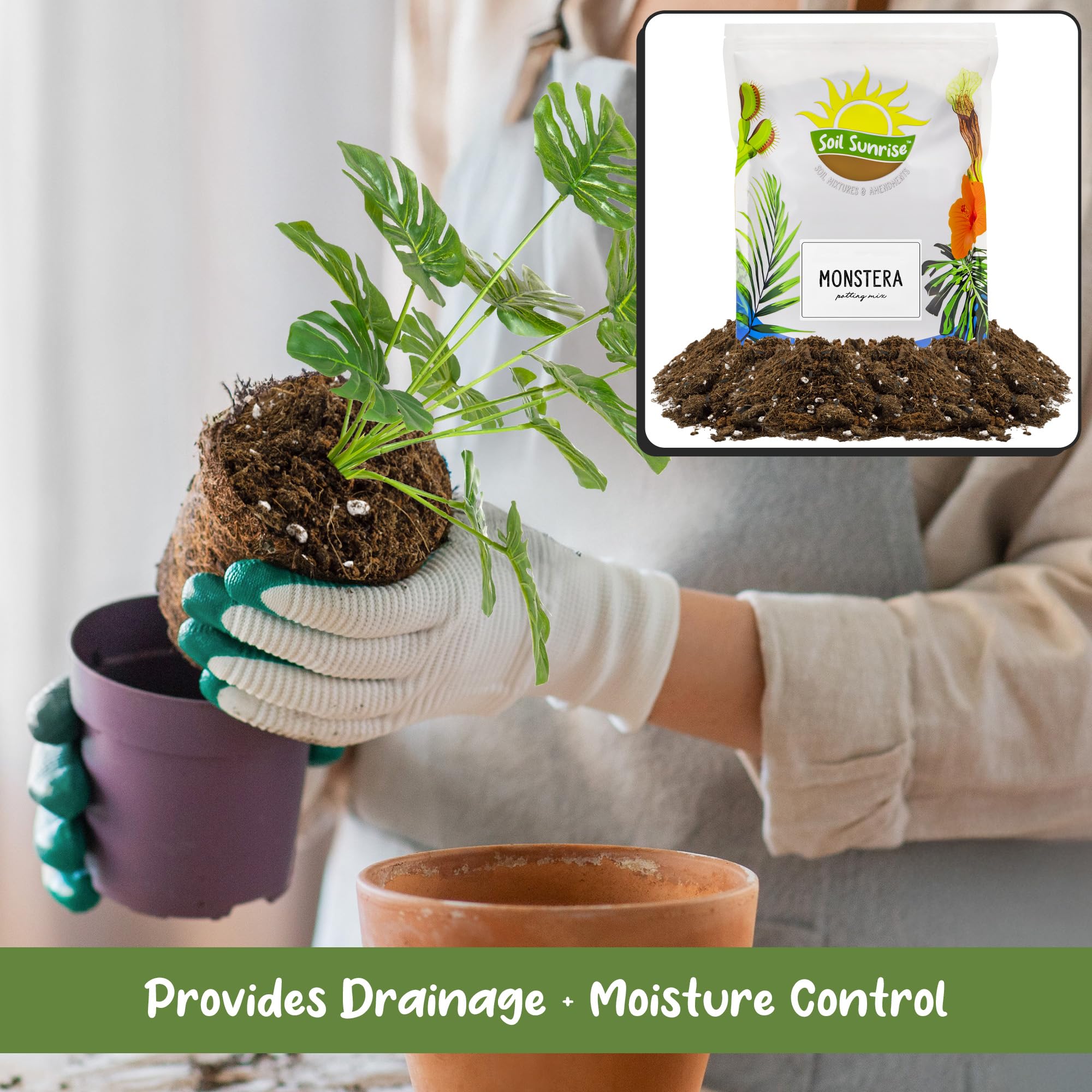 Soil Sunrise Monstera mix balances aeration and drainage in containers