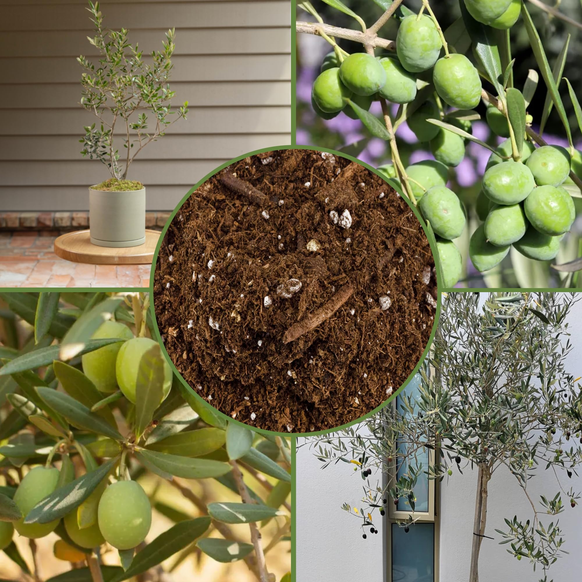 Soil Sunrise Olive Tree Potting Soil Mix bag being watered demonstrates moisture retention