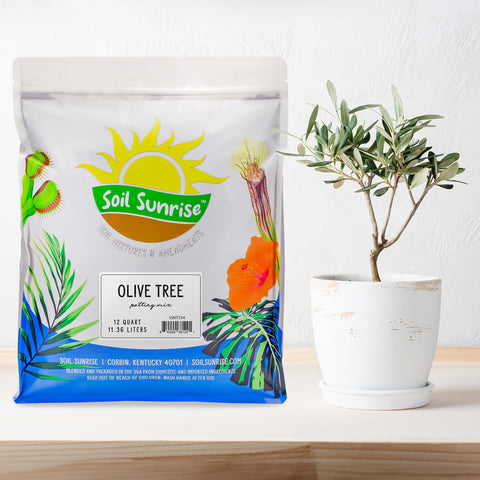 Soil Sunrise Olive Tree Potting Soil Mix container planting closeup emphasizing drainage benefits