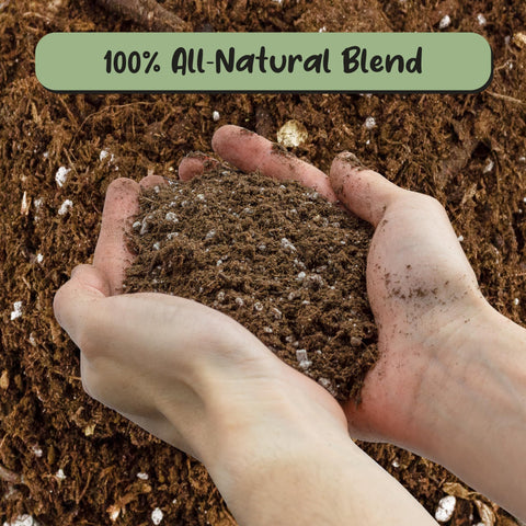 Soil Sunrise Olive Tree Potting Soil Mix contents closeup shows peat perlite pumice lime