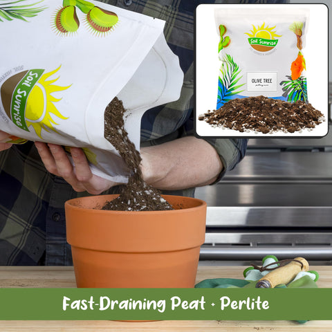Soil Sunrise Olive Tree Potting Soil Mix in pot demonstrates ready-to-use texture