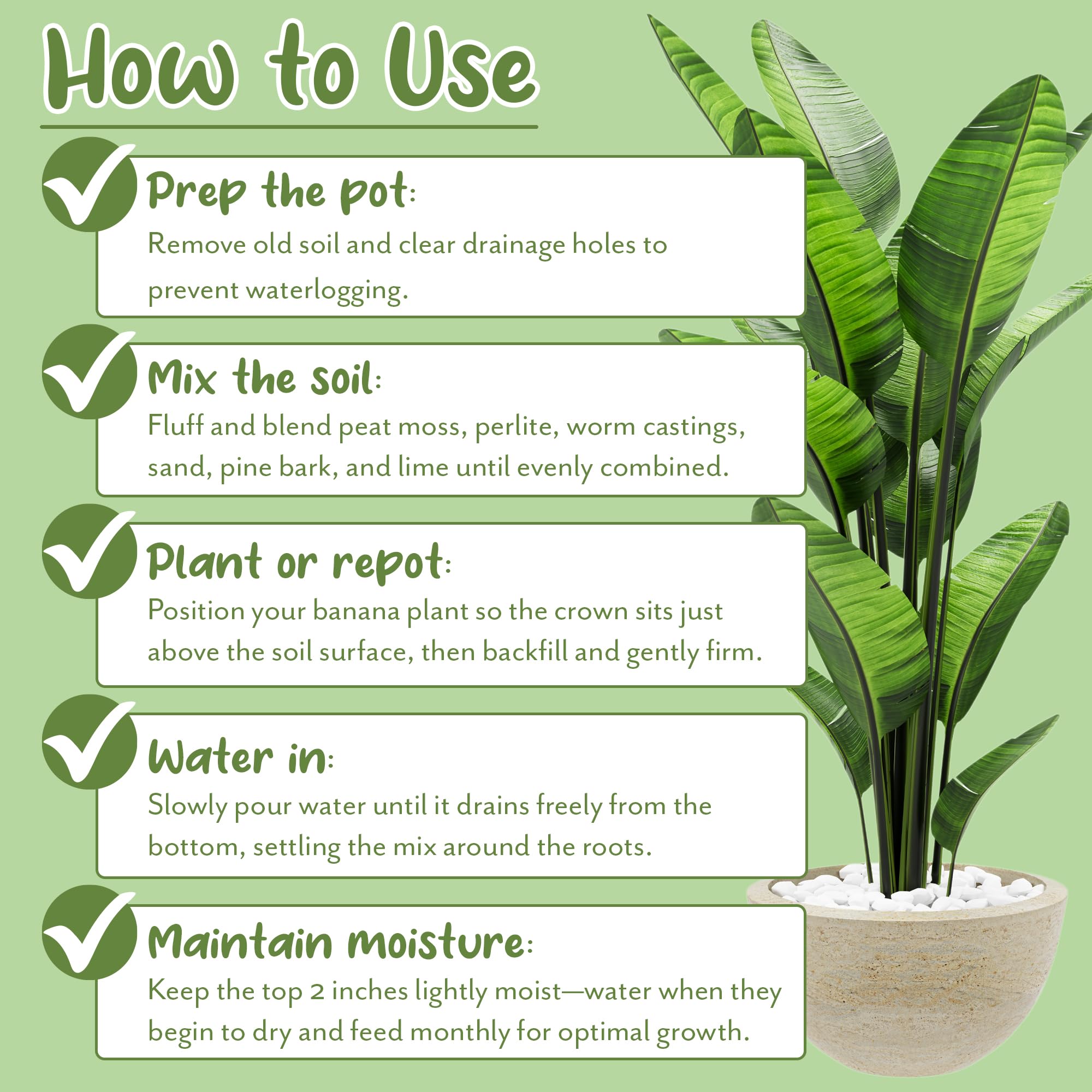 Soil Sunrise outdoor banana plant thriving with enriched soil.