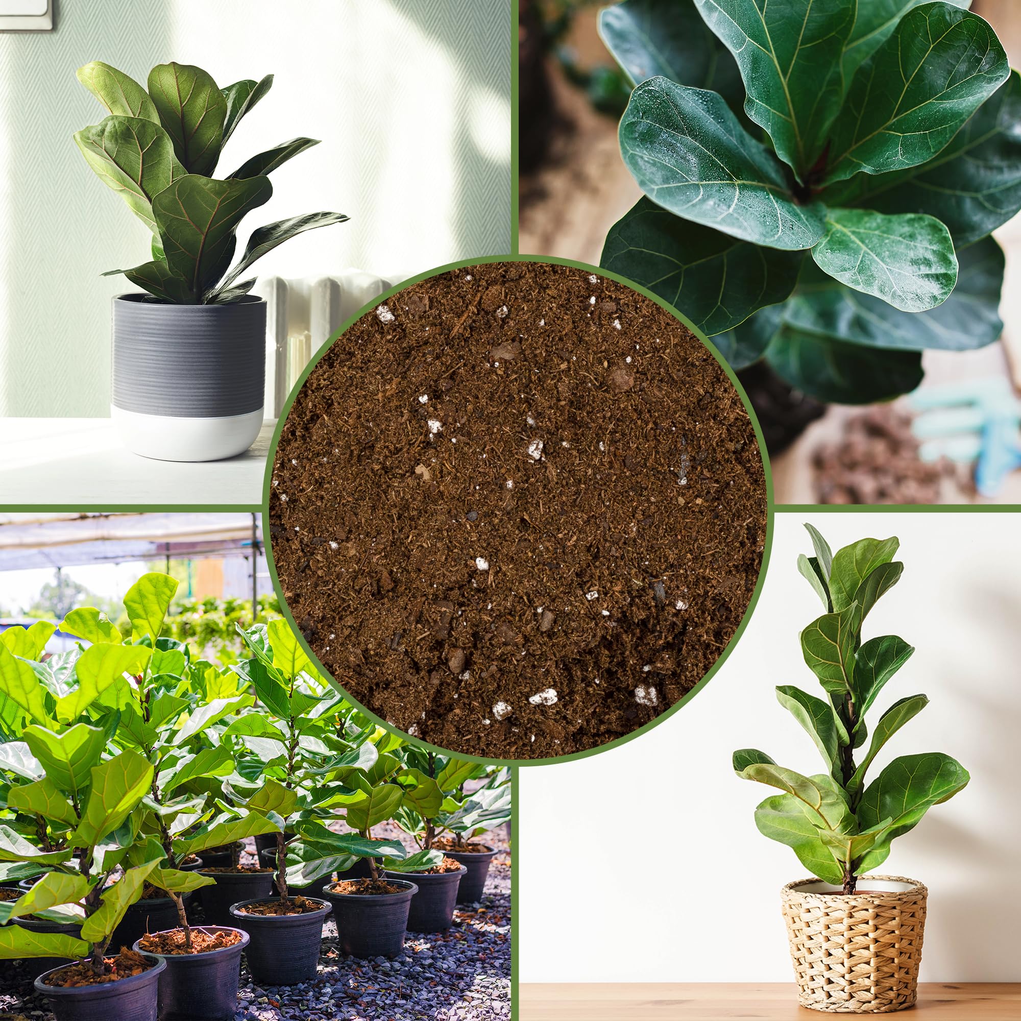 Soil Sunrise Outdoor Container Garden promotes healthy roots in planters