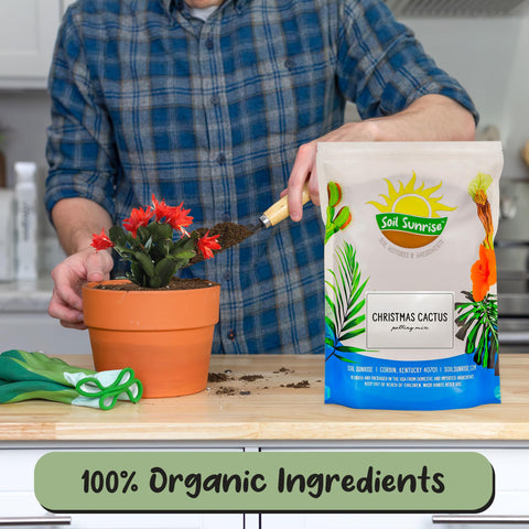 Soil Sunrise peat-moss and pine-bark mix nurtures robust Christmas Cactus roots.