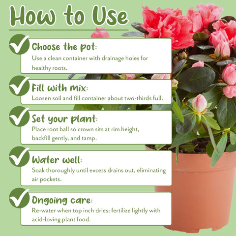 Soil Sunrise peat moss mix retains moisture for growth