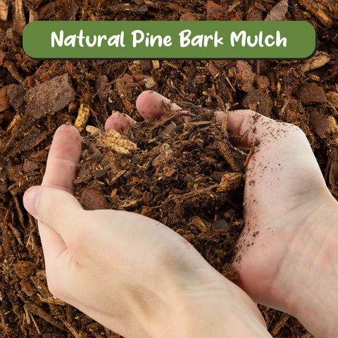 Soil Sunrise pine bark mulch nuggets in a potted plant showcasing even soil coverage.