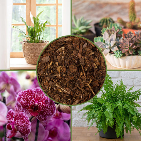 Soil Sunrise pine bark mulch nuggets used as indoor garden mulch around houseplants.