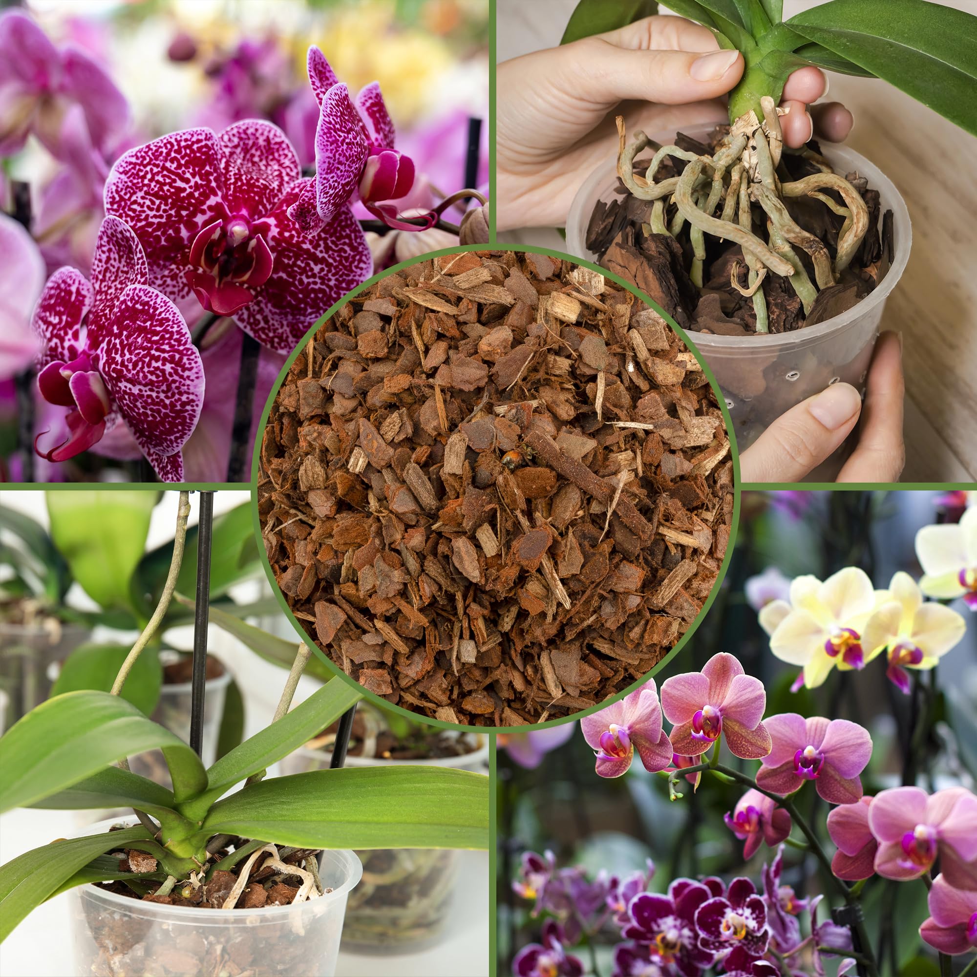 Soil Sunrise Pine bark nursery pack supports consistent orchid potting material.