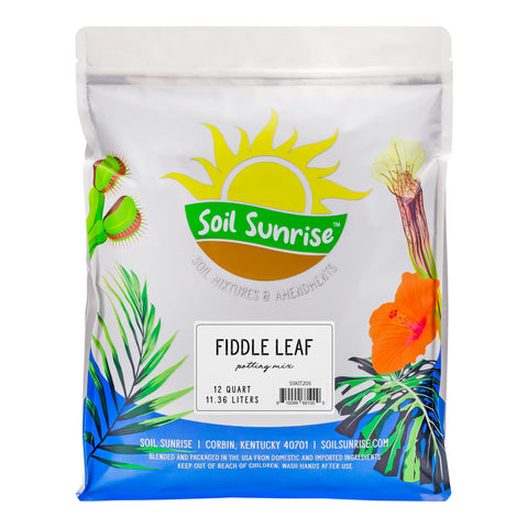 Soil Sunrise Premium Fiddle Leaf Fig Soil 12 Quarts supports vibrant indoor growth