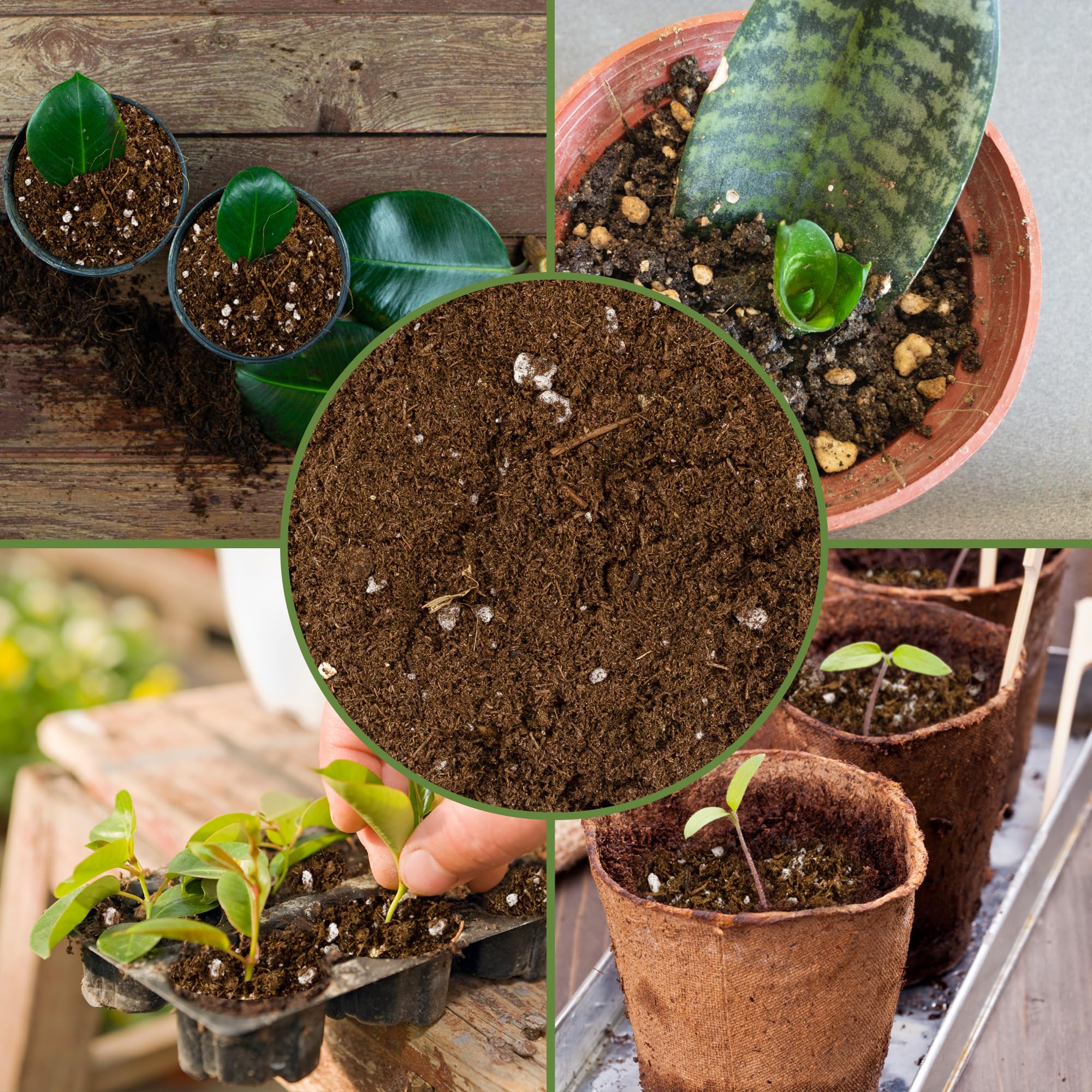 Soil Sunrise Propagation Mix plant cuttings use demonstrating propagation setup.