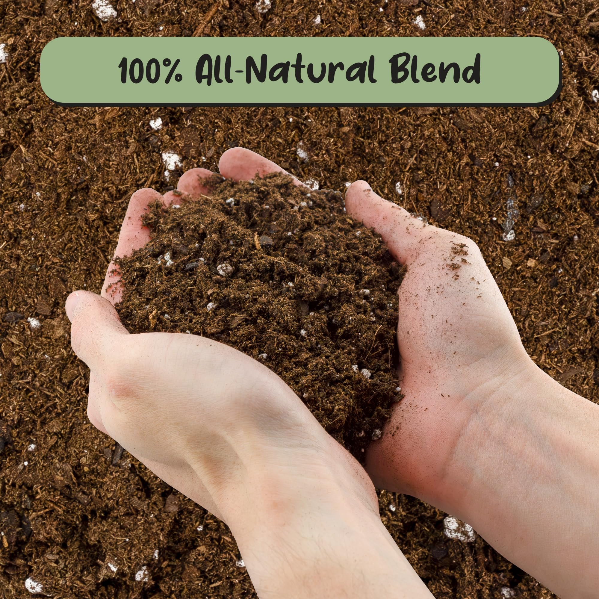 Soil Sunrise Fiddle Leaf Fig soil aids repotting indoors for steady nutrient availability