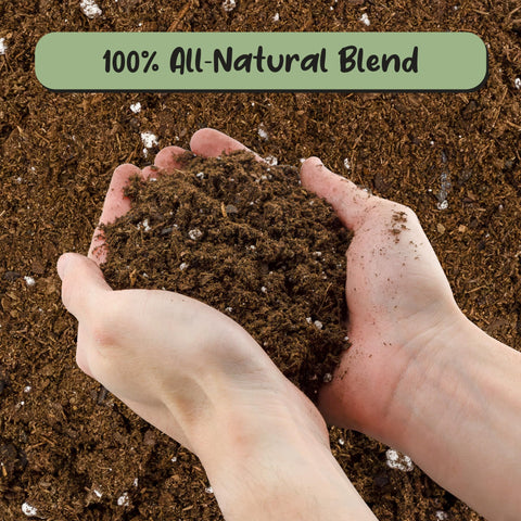 Soil Sunrise Fiddle Leaf Fig soil aids repotting indoors for steady nutrient availability