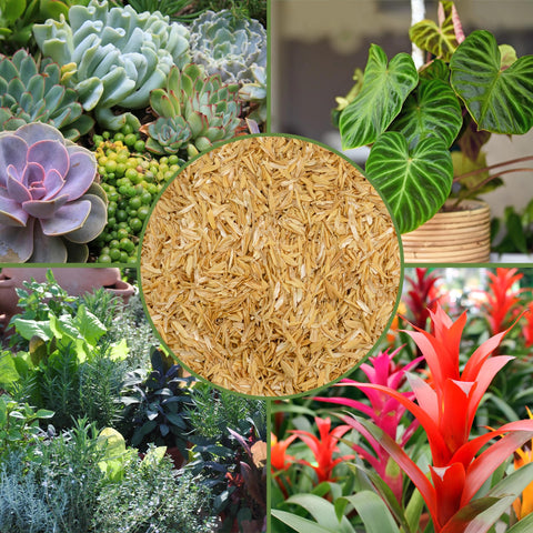 Soil Sunrise rice hulls 8 qt greenhouse use boosts aeration and moisture control.