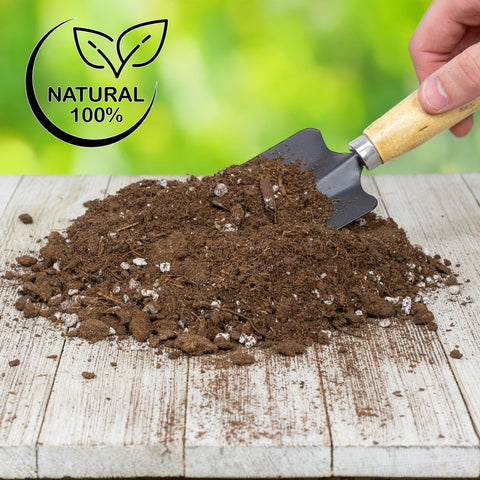 Bird of Paradise roots enjoy balanced aeration and drainage with Soil Sunrise.