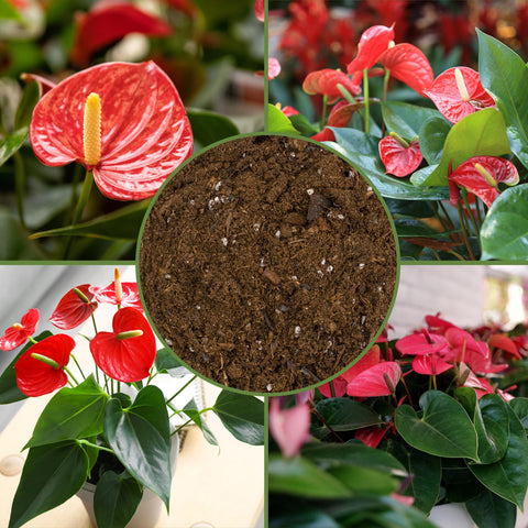 Soil Sunrise soil mixing process photo highlights hands preparing medium.