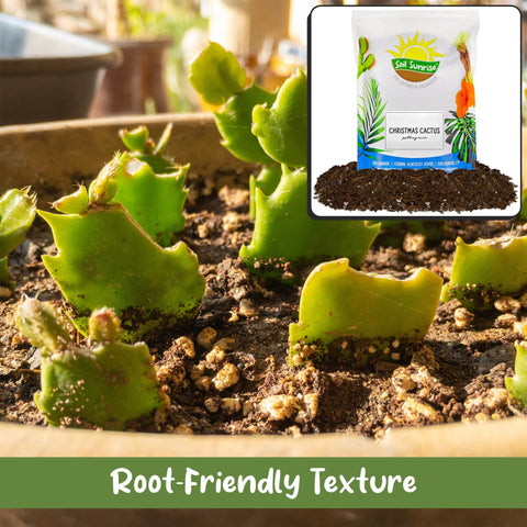 Soil Sunrise worm castings add nutrients for steady cactus health.