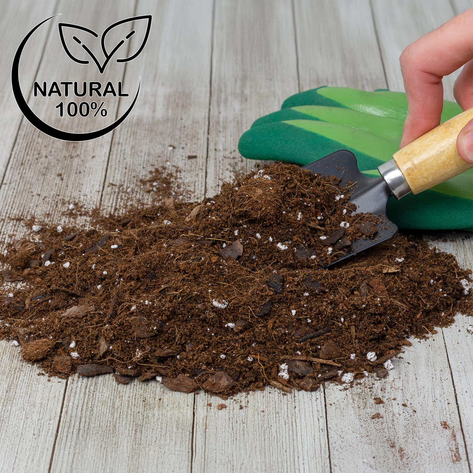 ZZ plant in fresh Soil Sunrise mix for moisture balance
