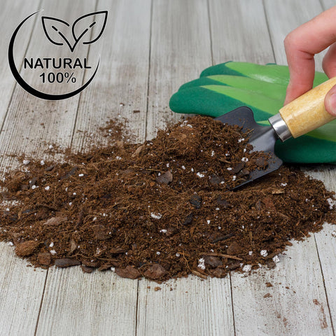 ZZ plant in fresh Soil Sunrise mix for moisture balance