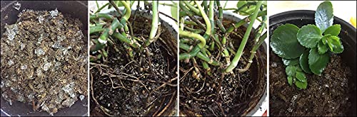 Container garden with Soil Vigor showing steady moisture.