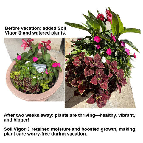 Soil Vigor treated soil demonstrates looser texture and better aeration.