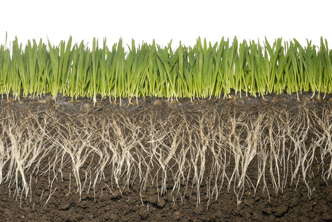 Soil Vigor lawn-coverage graphic indicates reduced irrigation needs.