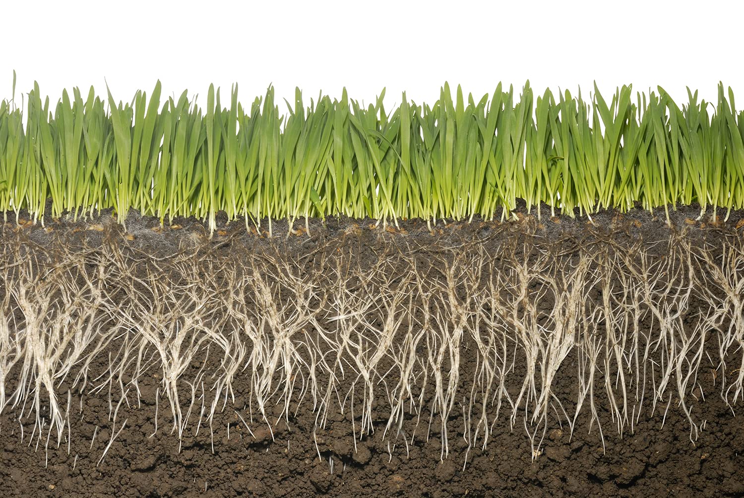 Lawn benefiting from Soil Vigor moisture retention and reduced watering.