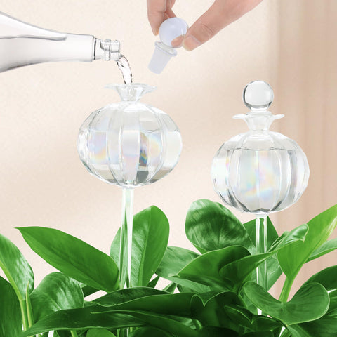 Soilagua cactus self-watering globe top-fill 10oz for steady hydration