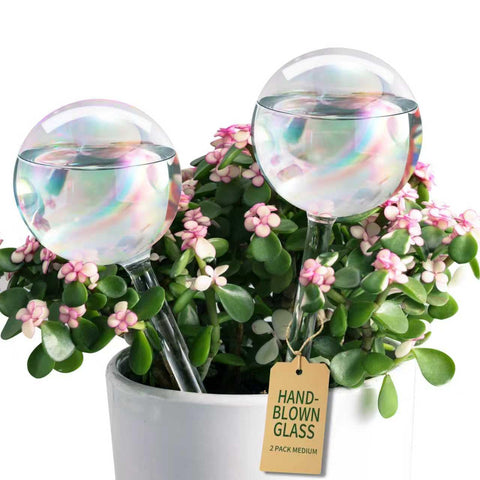 Soilagua rainbow-gradient watering globe adds steady root watering for thriving plants.