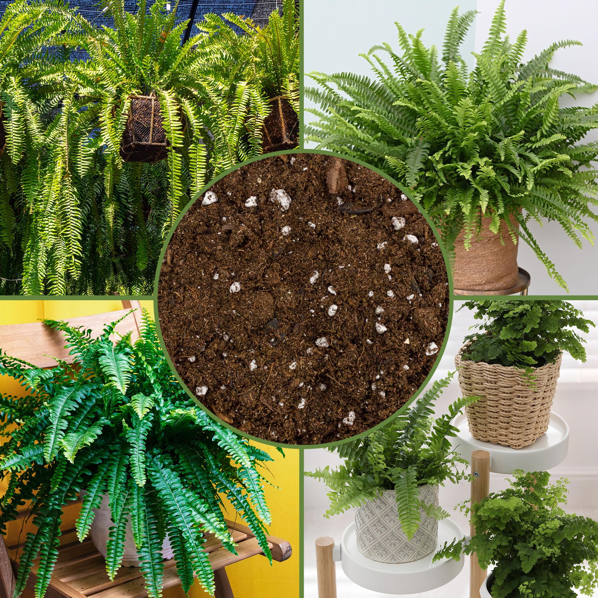 Soil Sunrise drainage and aeration-focused soil supports roots and prevents soggy pots.