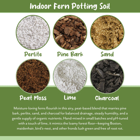 Soil Sunrise painted fern potting soil mix helps vibrant foliage in shaded indoor areas.