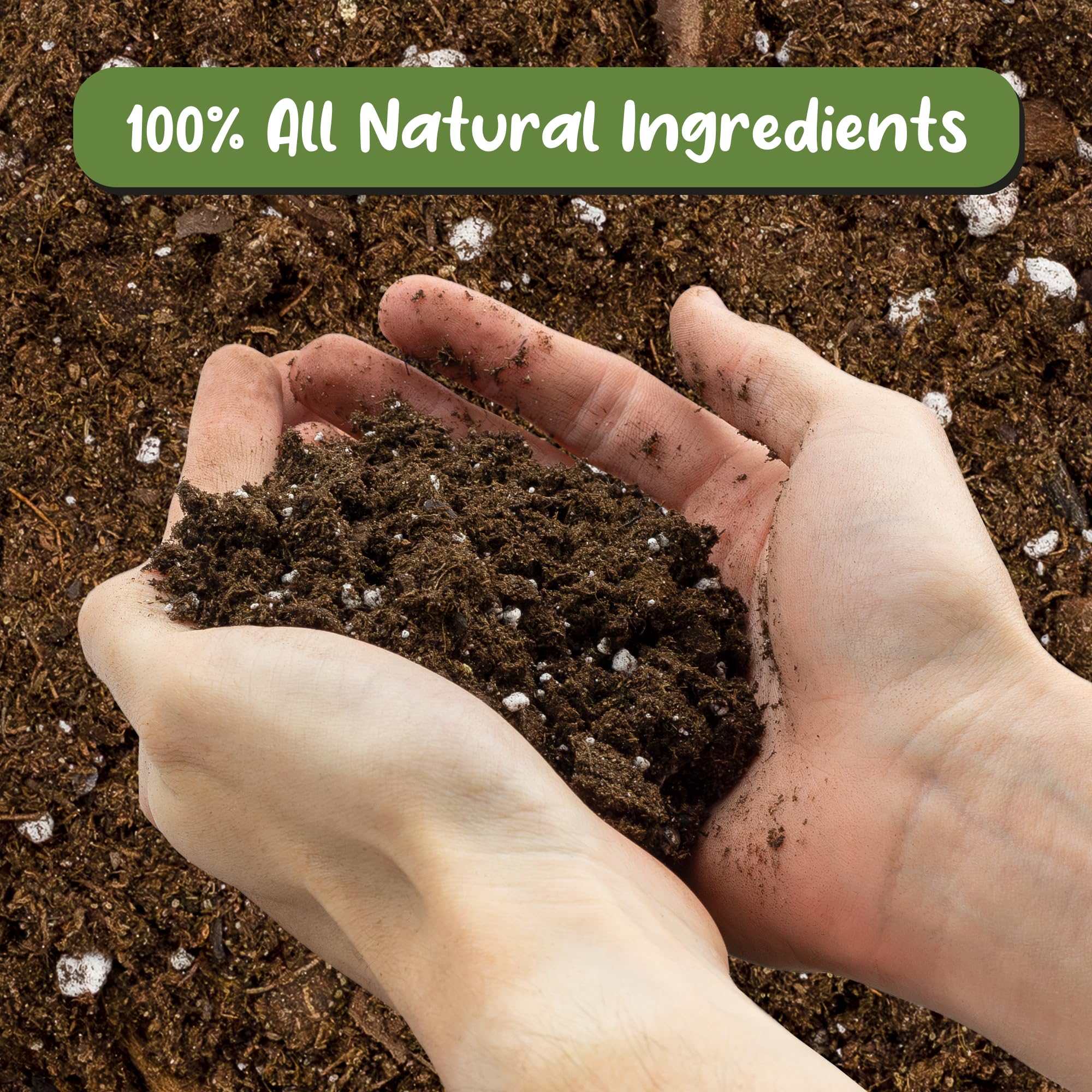Soil Sunrise tree fern potting soil nourishes robust fronds in outdoor pots.