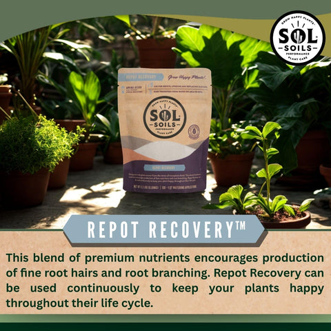 Sol Soils Sol Biotics Repot Recovery transition setup for repotting.
