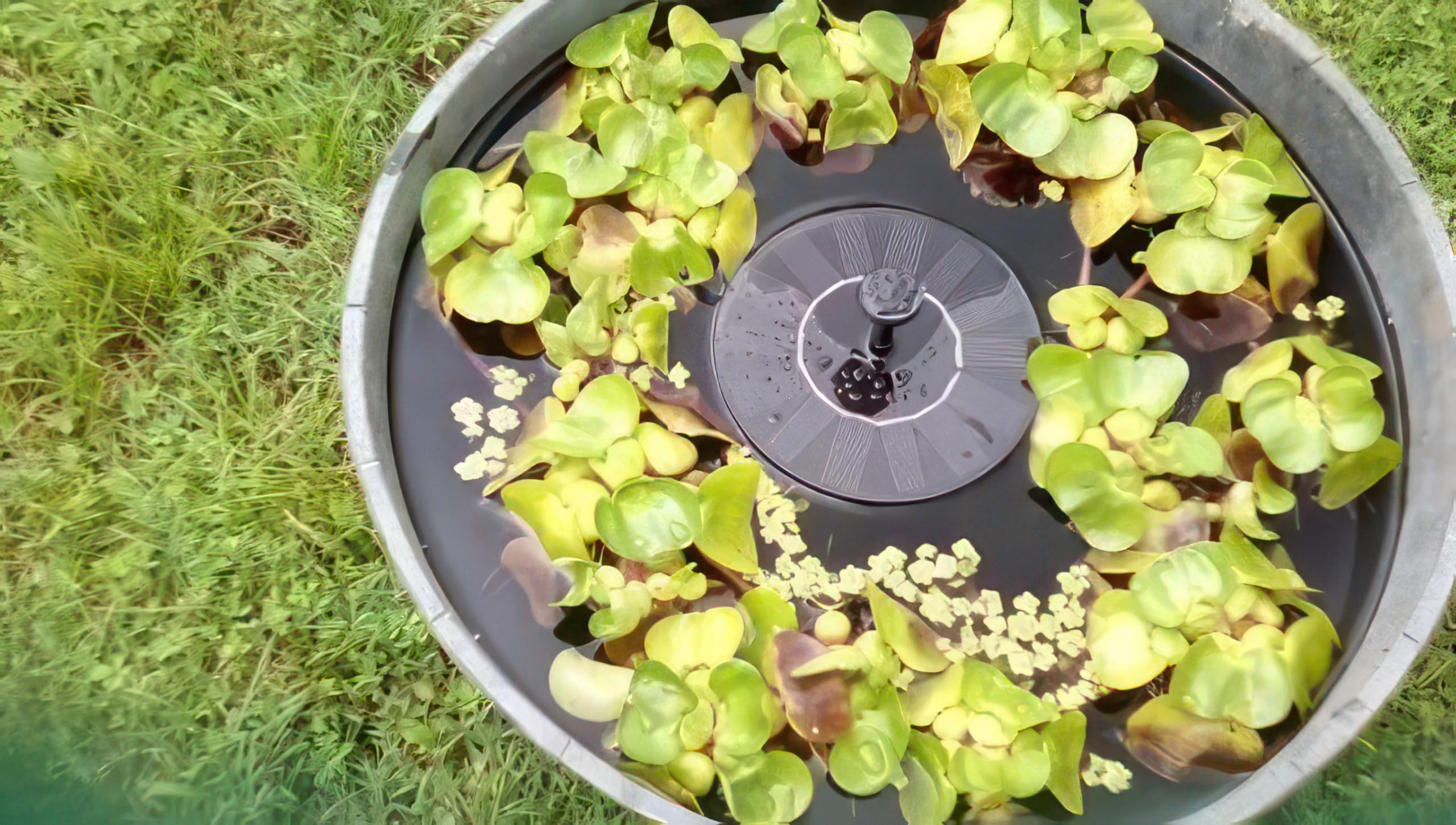 Floating design enables easy setup without wiring in ponds, pools, or birdbaths.