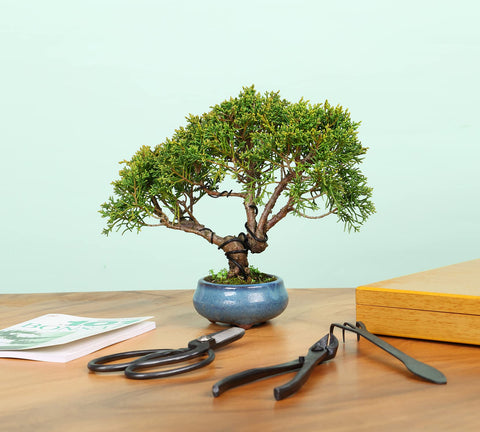 SOLIGT training wires offer versatile bonsai shaping options.