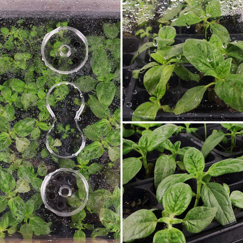 SOLIGT windowsill-friendly trays fit compact home gardening setups
