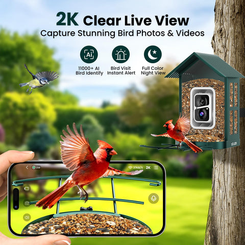 SOLIOM AI bird identification provides instant alerts about feeder visitors.