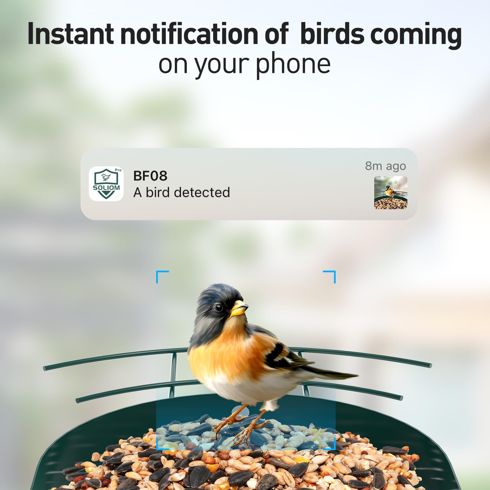 Soliom BF08 AI species ID display shows 10,000+ birds