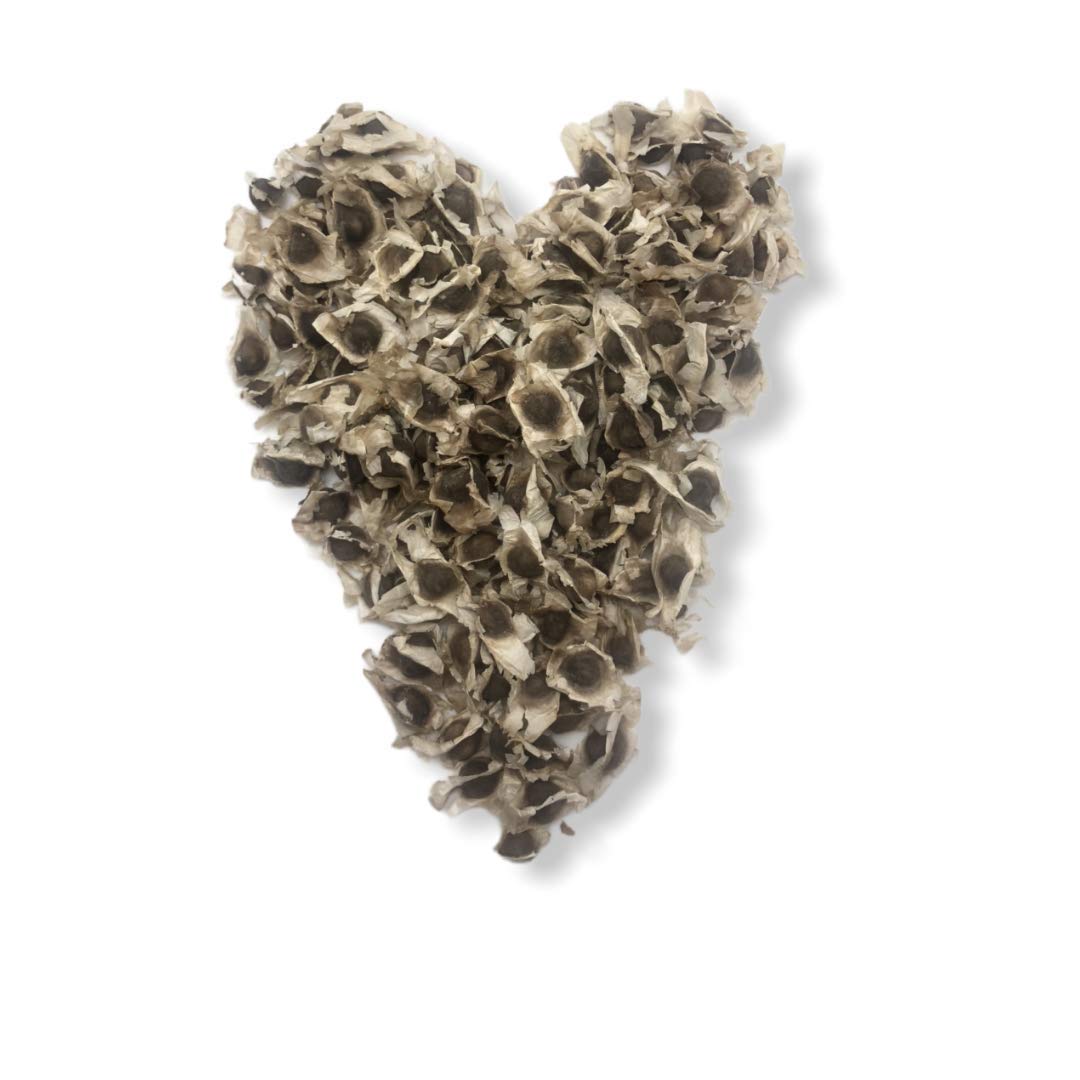 Solo Therapy Moringa seeds 200 closeup showcases robust seeds ready to sprout.