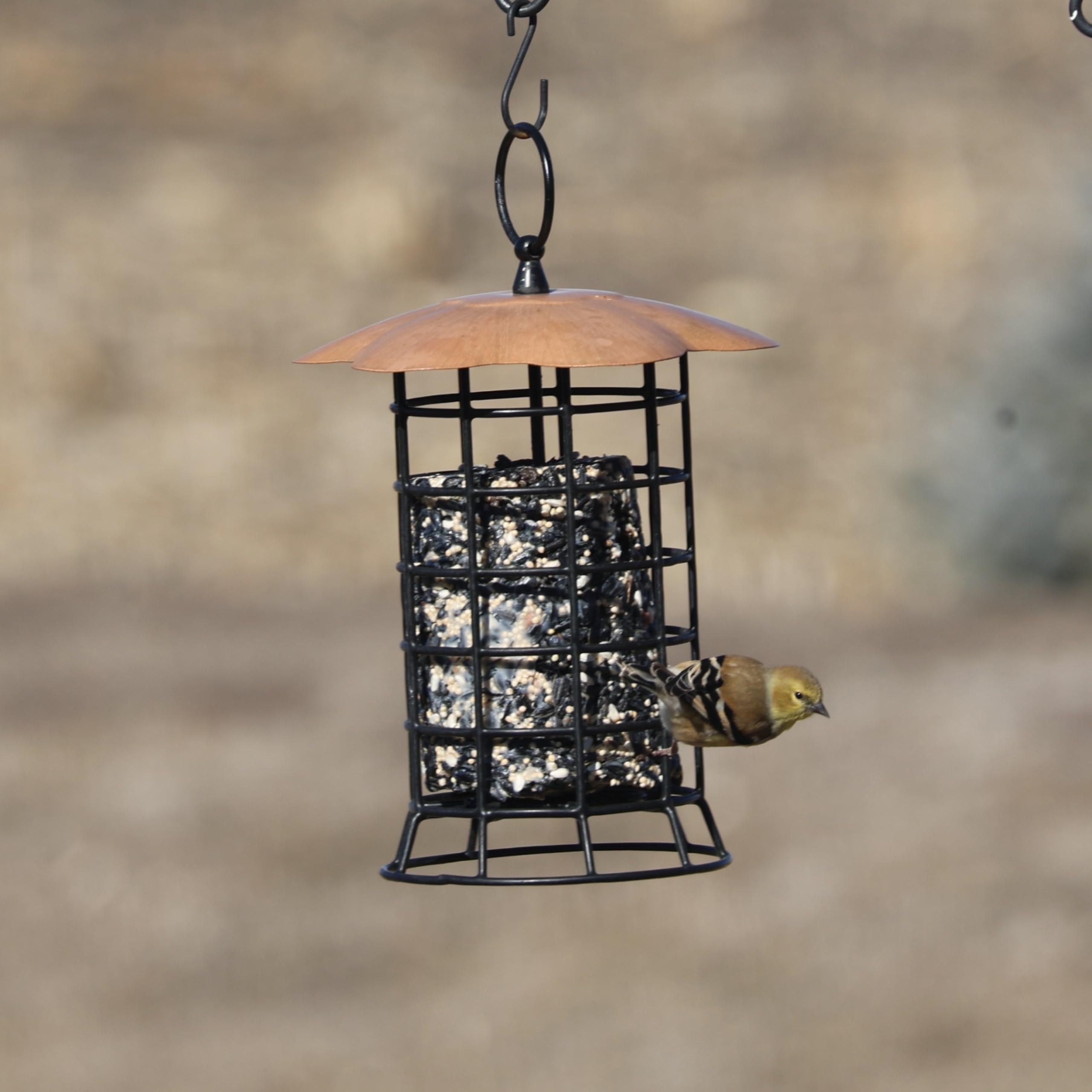 Songbird Essentials rectangular openings invite birds to feed
